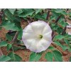 Buy Rare Seeds Datura wrightii | 10_Seeds