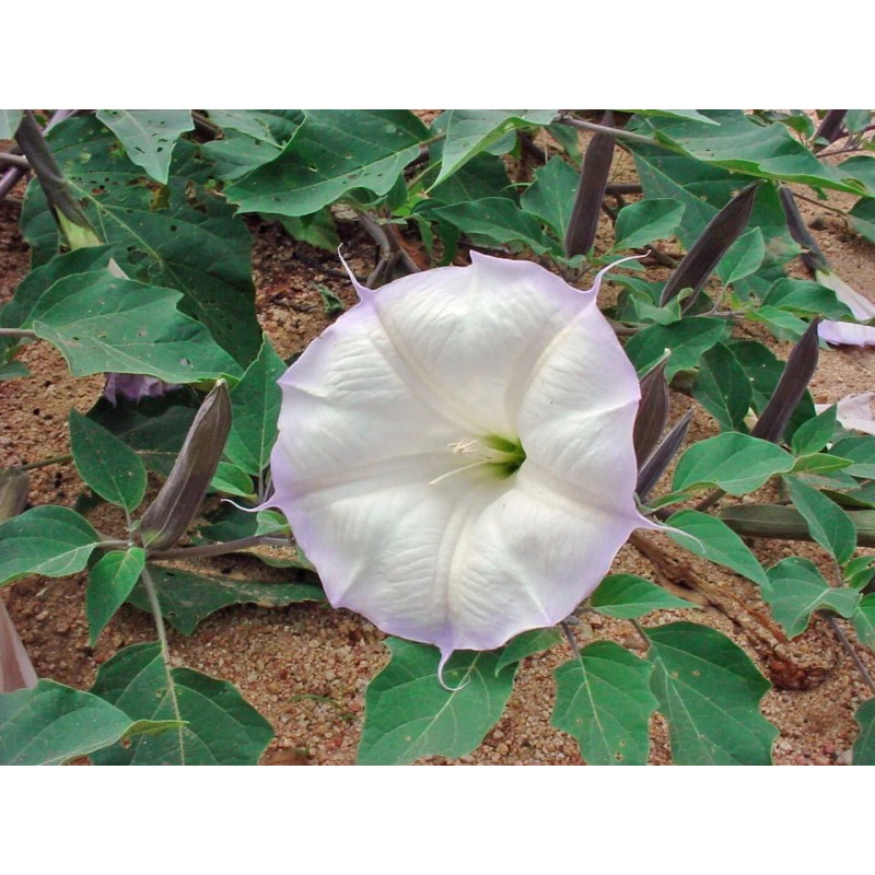 Buy Rare Seeds Datura wrightii | 10_Seeds