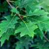 Generic Northern Red Oak Tree, Vibrant Foliage, Deciduous, Tall, Acorn