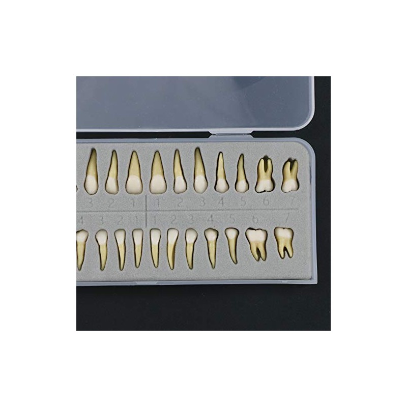 1 caja de dientes modelo dental modelo 28 piezas 1:1