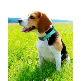 Joytale Reflective Dog Collar,12 Colors,Soft Neoprene Padded Breathable Nylon Pet Collar Adjustable for Small Medium Large Extra Large Dogs,5 Sizes