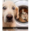 Golden Retriever   refrigerator magnet 3 1/2 x 4 1/2"