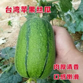 known-you 10 Taiwan APPLE LUFFA Hybrid Seeds; 蘋果絲瓜 very sweet can be eaten raw; from 農友種苗