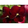 Viola Seeds Arkwright Ruby Viola Cornuta Pansies Red 40+ Seeds