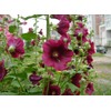 RAISE ME UP: Seeds Hollyhock Spring Mix Perennial Flowers