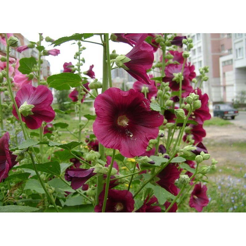RAISE ME UP: Seeds Hollyhock Spring Mix Perennial Flowers