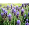 Fragrance Oil for Warmers (Lavender)