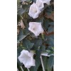 Home Grown 150÷160 Seeds. Datura Stramonium, Jimson Weed, Thorn Apple,Devil's