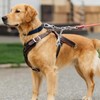 DEYACE Leash Backup with Dual Clasps Prong Collar Safety Clip