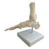 OWLIAN Ankle Skeleton Model, Ankle Freely Movable, Supervised by X-ray