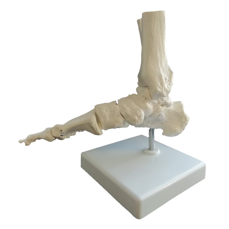 OWLIAN Ankle Skeleton Model, Ankle Freely Movable, Supervised by X-ray