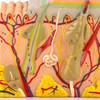 Skin Model, 50X Enlarged Anatomical Model Anatomy 3D Human Skin
