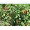 Rugosa Rose Hips WOW! 1/4 CUP RUGOSA ROSE Seeds -