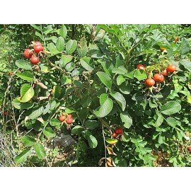 Rugosa Rose Hips WOW! 1/4 CUP  RUGOSA ROSE Seeds  - largest rose hips!