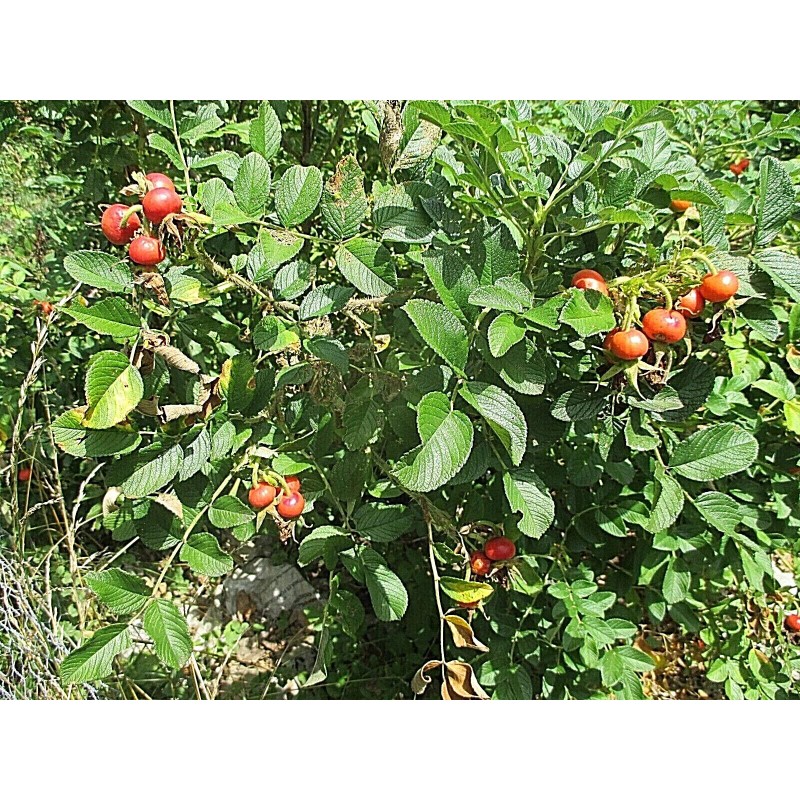 Rugosa Rose Hips WOW! 1/4 CUP RUGOSA ROSE Seeds -