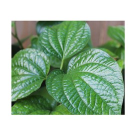 Piper Nigrum Peppercorn 10 seeds Grow your Own Black Pepper Spice Trellis or Baskets Peppercorns can be sun dried and ground as pepper