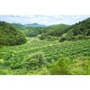 천지농원 작두콩차 Cheonji Agricultural Farm Jack Bean Tea