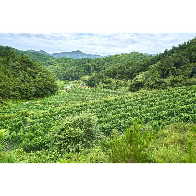 천지농원 작두콩차 Cheonji Agricultural Farm Jack Bean Tea