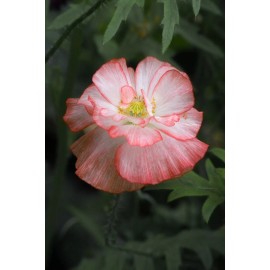 Serendipity Seeds 100+ Seeds Shirley Poppy Double Mixed Flower  -Seed Pack