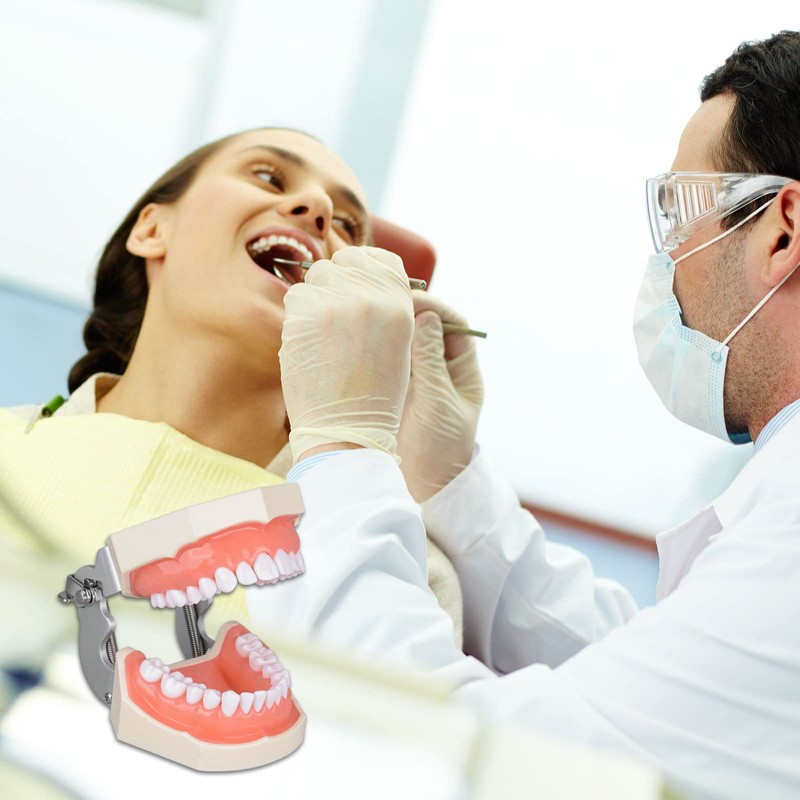 Ultrassist Typodont - Modelo de dientes con 28 dientes extraíbles,