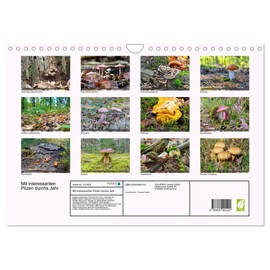 Mit interessanten Pilzen durchs Jahr (Wandkalender 2025 DIN A4 quer), CALVENDO Monatskalender