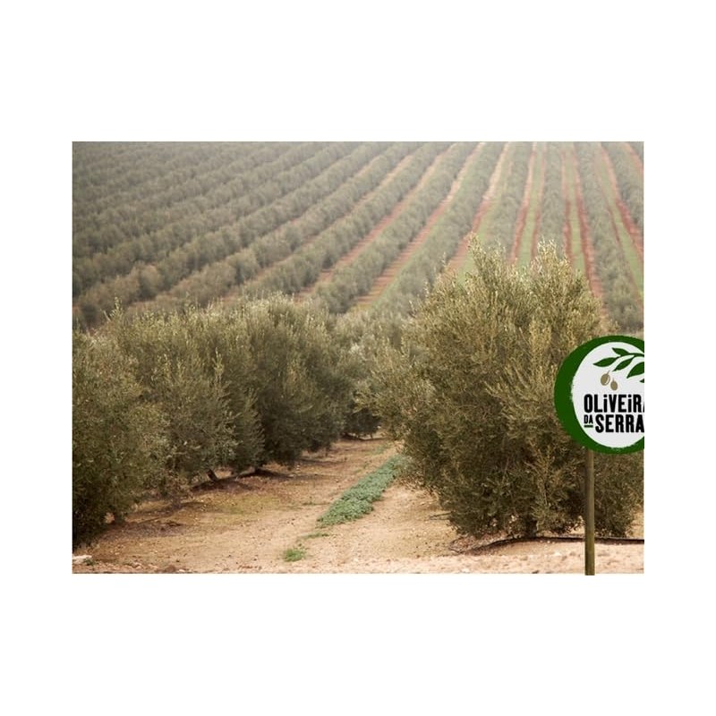 Selecção Ouro - Azeita Virgem Extra - Portuguese Extra Virgin