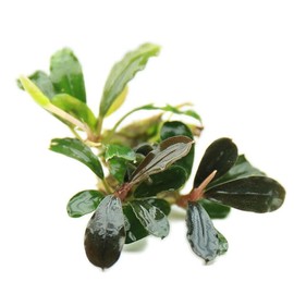 SubstrateSource Bucephalandra Black Pearl Live Aquarium Plant - Natural Freshwater Fish Tank Decorations and Aquatic Decor (Small Clump (3-5 Plants))