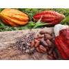 Colombian Cacao Granos De Cacao Crudos 100% Puros De