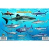 Frankos Caribbean Shark Identification Card 8.5 in by 5.5 in