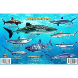 Frankos Caribbean Shark Identification Card 8.5 in by 5.5 in
