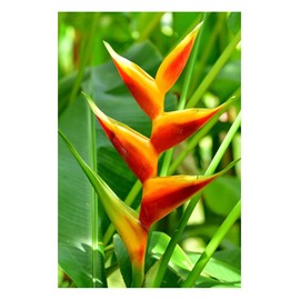 Professional Heliconia Fertilizer Nursery Grade 4 LB Six Month Slow Release Bird of Paradise Plant Food