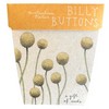Sow 'n Sow - A Gift Of Seeds - Billy Buttons