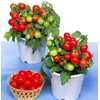 Seeds Indoor Tomato 20 Seeds for Planting Cherry Tomatoes Dwarf