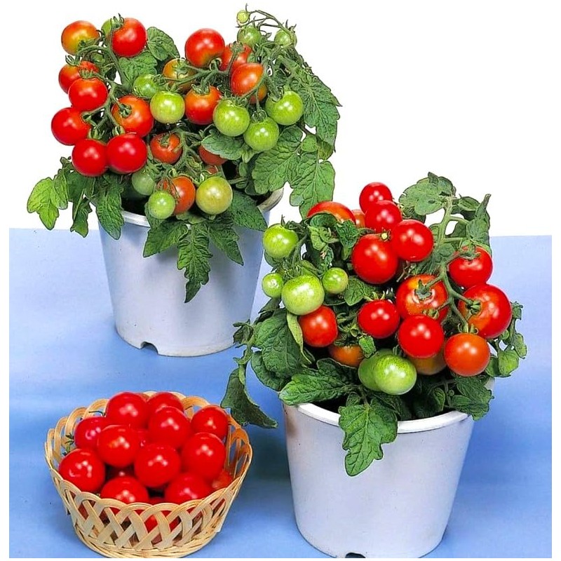 Seeds Indoor Tomato 20 Seeds for Planting Cherry Tomatoes Dwarf