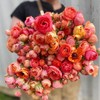 (10) LaBelle Champagne Ranunculus Corms Bulbs Tubers Spring Garden Flowers