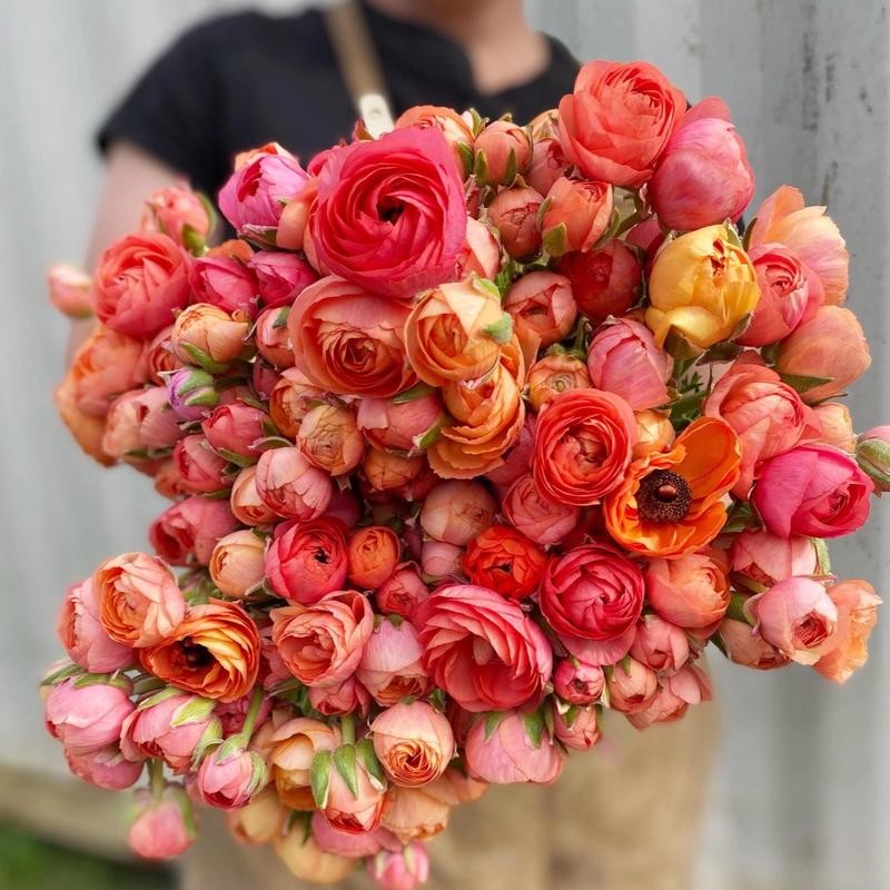 (10) LaBelle Champagne Ranunculus Corms Bulbs Tubers Spring Garden Flowers