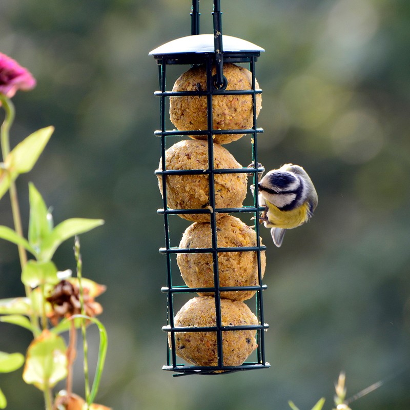 dobar 24081 Bird Feeder Including Four Fat Balls Refillable Wild