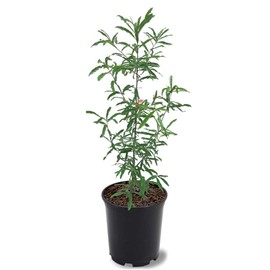 Generic Willow Oak, Deciduous, Shade Tree, Fast-Growing, Acorn Bearing, 1 gal,Nursery Pot, Green