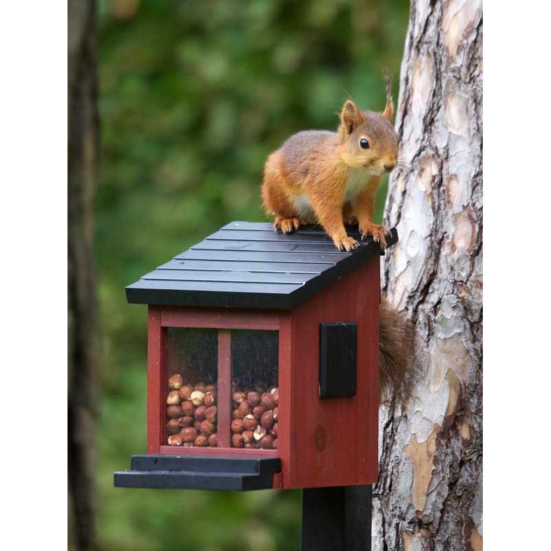 Wildlife Garden WG313 Squirrel Feeder Red Wooden Feeder