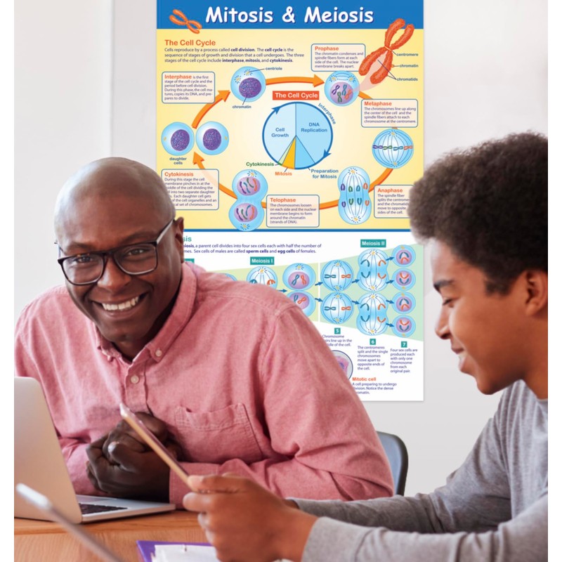 NewPath Learning Mitosis and Meiosis Poster - Laminated, Full-Color, 23"