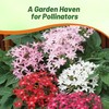 Outsidepride Mix Pentas Seeds - 25 Pcs Perennial Flower Seeds