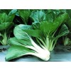 KIRA SEEDS - Seeds Bok Choy Chinese - Green Cabbage
