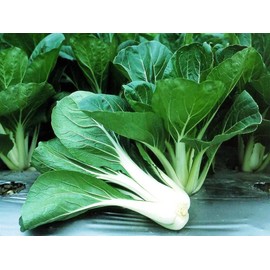 KIRA SEEDS - Seeds Bok Choy Chinese - Green Cabbage - Heirloom Vegetable - GMO Free