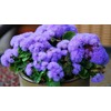 Ageratum Mix 500+ Non-GMO Seeds for Planting
