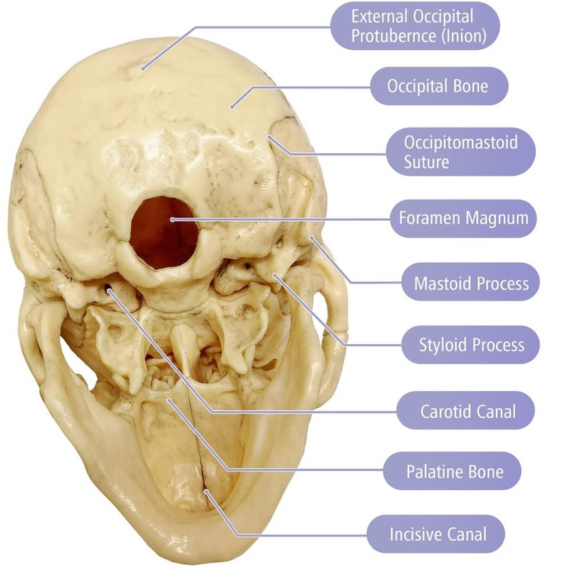 EVOTECH SCIENTIFIC Mini Skull Model, Didactic 15-Piece Palm-sized Anatomy Skull