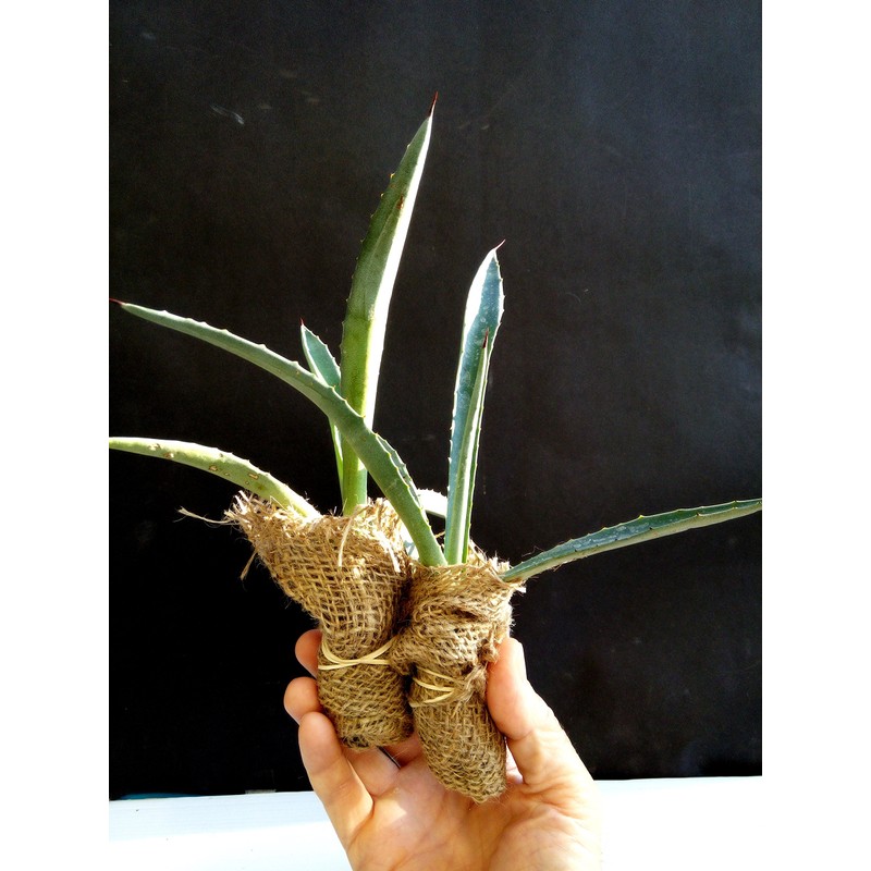 Agave Americana - Blue Agave - 2 Plants in Big