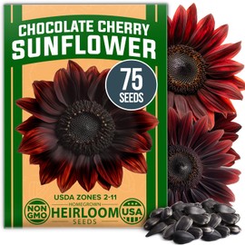 HOME GROWN Chocolate Cherry Sunflower Seed Pack (75 Seeds) – Heirloom Flower Seeds to Plant That Create Tall, Burgundy Blooms Perfect for Flower Lovers and Pollinator Gardens (Helianthus annuus)