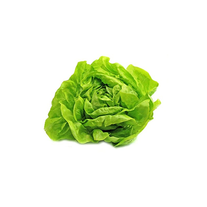 Buttercrunch Lettuce Seeds - Non-GMO - 5 grams, approximately 2,850