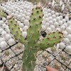 Opuntia consolea falcata Cutting Cacti Cactus Succulent Real Live Plant