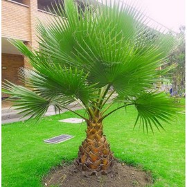 22Day Seeds: Seeds Washingtonia Nicanora Palm/Indoor/Perennial Tree